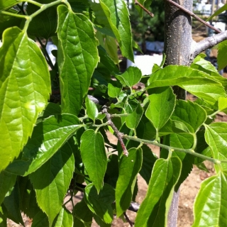 the foliage of Syringa reticulata Ivory Silk
