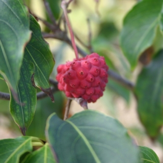 the fruits of Cornus kousa China Girl