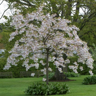 Mature specimen of Prunus Shimidsu Sakura