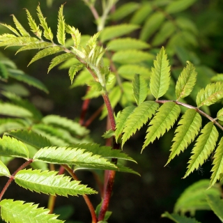 foliage of Sorbus aucuparia