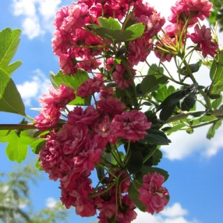the pink flowers of Crataegus laevigata Pauls Scarlet