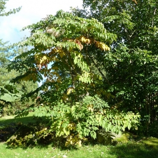 Mature specimen of Angelica tree