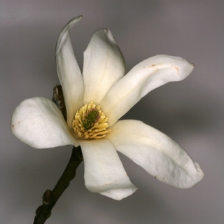 single white flower of Magnolia kobus