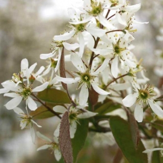 The flowers of Amelanchier lamarckii in detail