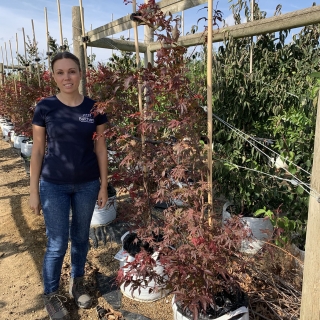 Acer palmatum Atropurpureum multi-stem