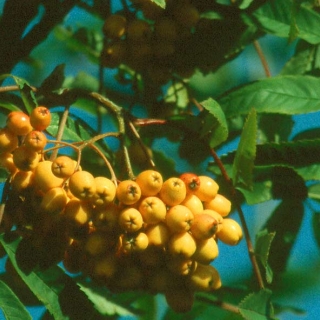 Orange berries on Sorbus aucuparia Golden Wonder