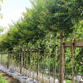 Lagerstroemia indica Red at barchan trees