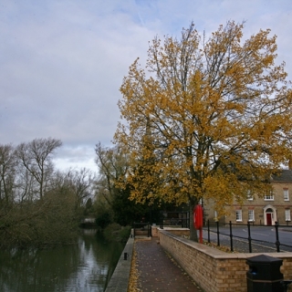 mature Populus tremula