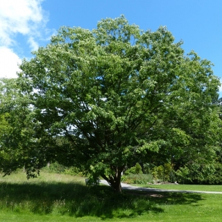 Mature Zelkova serrata