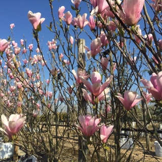row of multi stemmed Magnolia Heaven Scent multi-stem at the Barcham Trees nursery