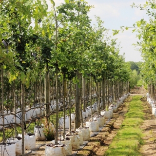 Quercus petraea at Barcham trees