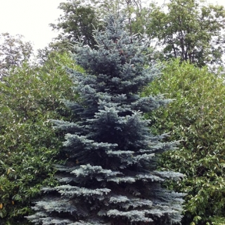 mature Picea Pungens Hoopsii