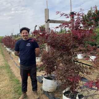 Acer palmatum Fireglow multi-stem