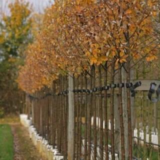 Sorbus aria Lutescens in autumn