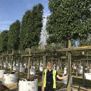 Pyrus calleryana Chanticleer to scale