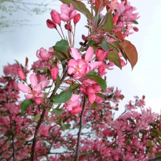 the pink flowers of Malus Mokum