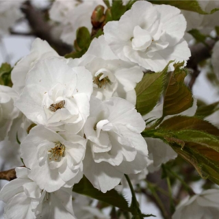 The flowers of Prunus shirotae in detail