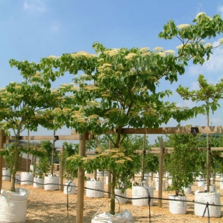 single specimen of Cornus controversa