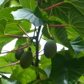 fruits of  Davidia involucrata