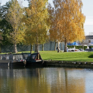 mature Betula pendula