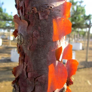 Acer griseum bark