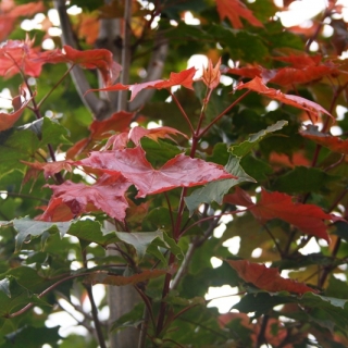 New foliage of Acer platanoides Fairview