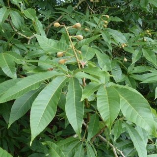 The leaves and fruit of Aesculus indica