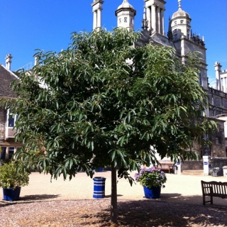 Castanea sativa in a urban environment