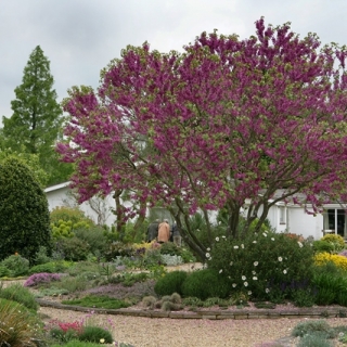 Mature Cercis siliquastrum multi stem