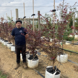 Acer palmatum Bloodgood multi-stem