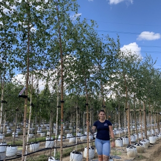 Betula pendula