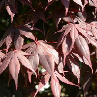 leaves of Acer palmatum Atropurpureum multi-stem