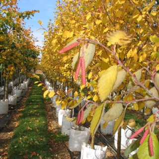 Alnus incana Aurea at barcham trees in autumn