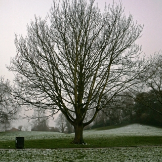 Mature Acer cappadocicum Rubrum in winter