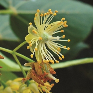 The flower of Tilia x euchlora