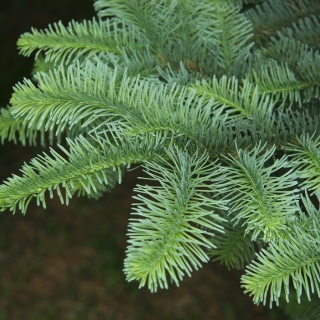 The foliage of Abies nordmanniana