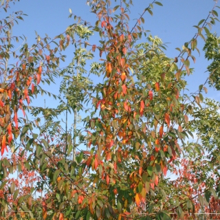 autumn foliage of Cotoneaster Cornubia
