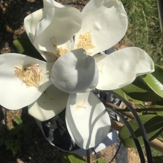 flower of This evergreen Magnolia grandiflora Praecox