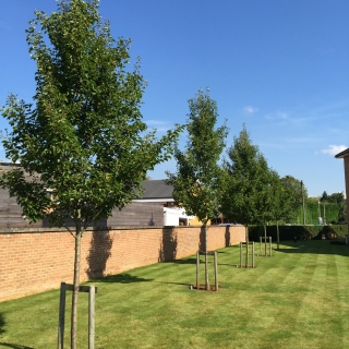 Pyrus calleryana Chanticleer