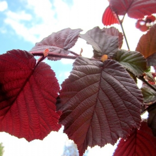 purple foliage of Corylus avellana Zellernus