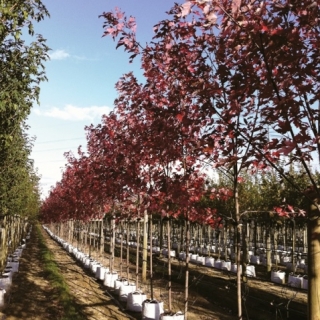 Acer x freemanii Autumn Blaze at Barcham Trees