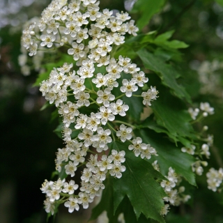 the white flower of Sorbus torminalis