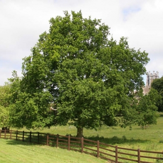 Mature Quercus robur