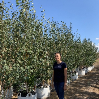 Betula utilis Jacquemontii Doorenbos multi-stem