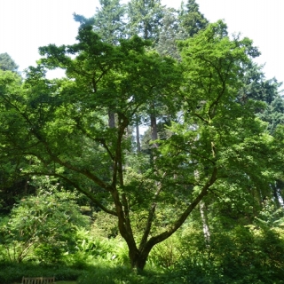 Mature Magnolia kobus