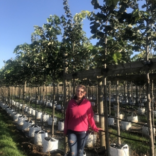 Tilia tomentosa Brabant to scale on Barcham nursery