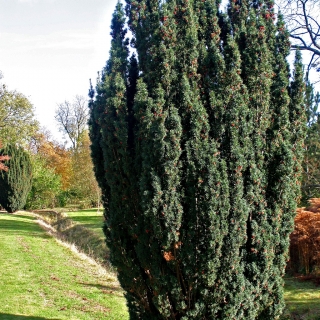 mature Taxus baccata Fastigiata