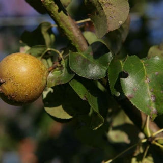 The small fruit of Pyrus communis Beech Hill