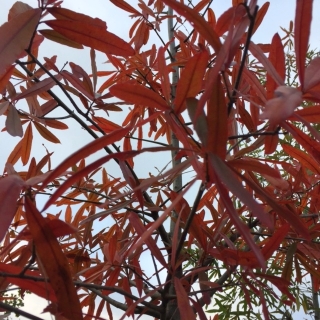 autumn foliage of Quercus phellos