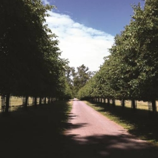 Avenue of Tilia x europaea Pallida